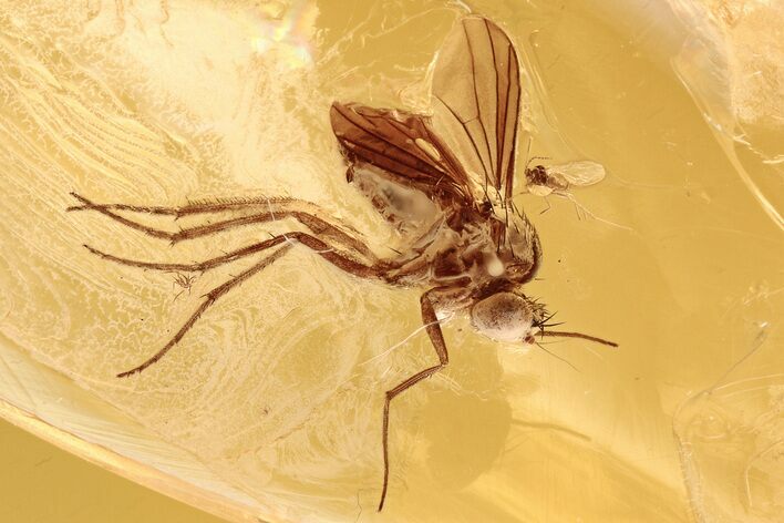 Fossil Fly, Gall Midge, and Parasitic Wasp in Baltic Amber #284576